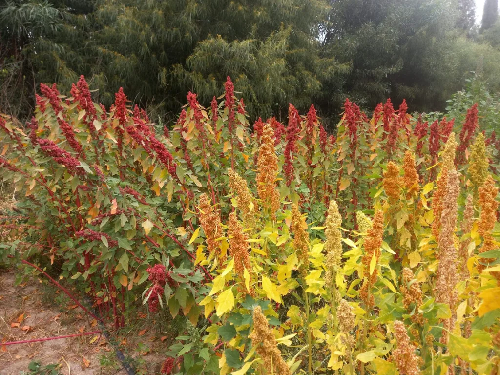 Quinoa4med-LPE-CBBC